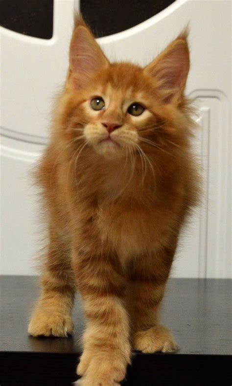 Maine Coon Kittens For Sale