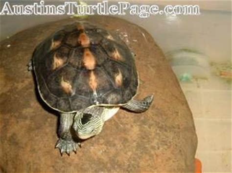 Chinese Golden Thread Turtle Care - Know Turtles