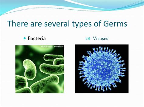 PPT - Germs PowerPoint Presentation, free download - ID:2531191