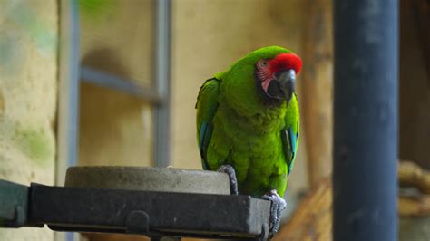 Talking Parrot Stock Video Footage for Free Download