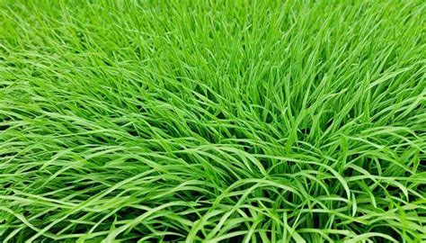 Zoysia Tenuifolia Care & Growth Guide