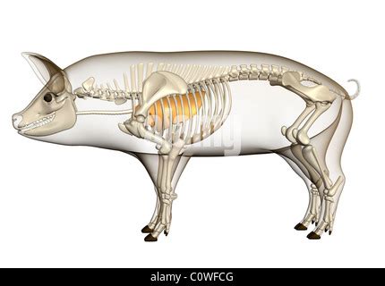 Pig s Lungs Stock Photo - Alamy