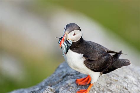 Puffin with fresh fish Photograph by Arild Lilleboe