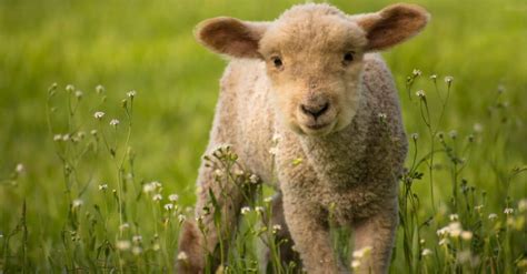 What’s a Baby Sheep Called + 5 More Amazing Facts! - A-Z Animals