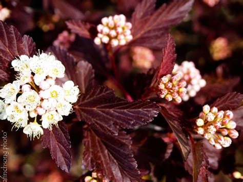 Physocarpus opulifolius 'Center Glow' CENTER GLOW NINEBARK deciduous ...