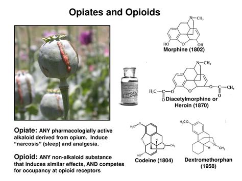 Neuropeptide hormones - ppt download