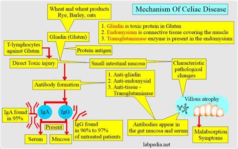 Gliadin Antibodies IgA, IgG (Endomysial antibodies)...