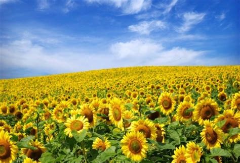 For harvest 2016, in Ukraine sunflower seed will sow a record number of ...