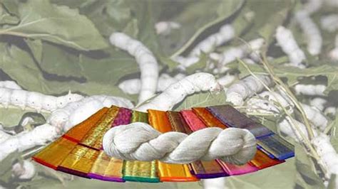 Silk Industry In India