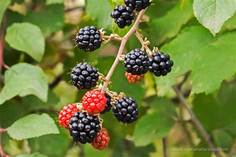 La Zarza o zarzamora y las moras - Rubus ulmifolius - Vive la Naturaleza