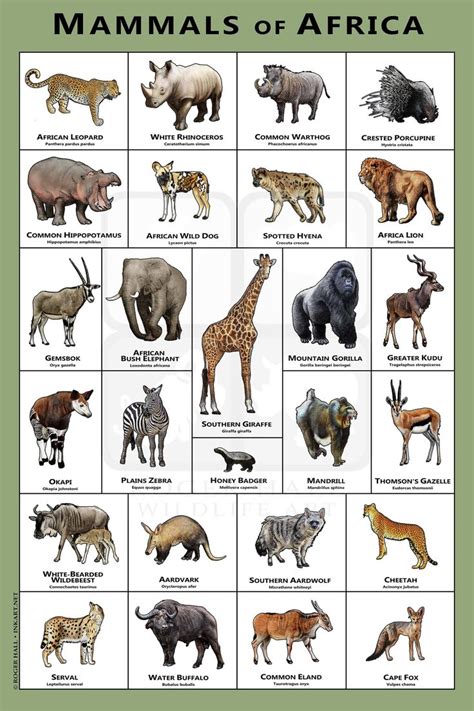 Mammals of the African Art Print / Field Guide - Etsy | Africa animals ...