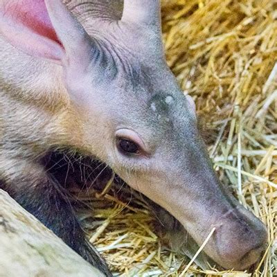 Aardvark - Our Animals - Henry Vilas Zoo