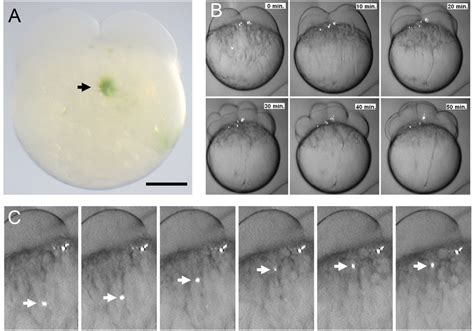 Microinjection of Chlamydomonas reinhardtii into the zebrafish yolk. C.... | Download Scientific ...