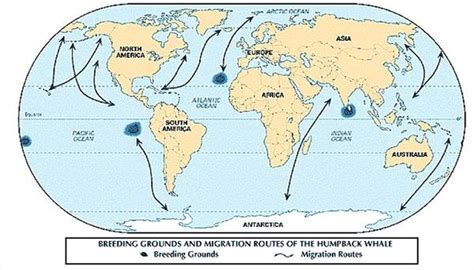 About Humpback Whale Migration Routes | Sciencing