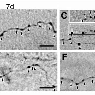 Sprouting and elongation of PC collaterals. A-F, Phase-contrast light ...