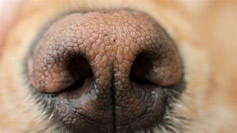 Dry Dog Nose Remedy: Keeping Our Canine’s Nose Moist & Soft – PawSafe