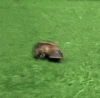 Platypus GIFs - Find & Share on GIPHY