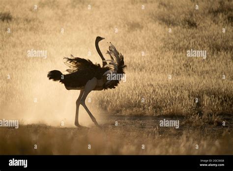 Common ostrich running, Struthio camelus, Kgalagadi Transfrontier Park ...