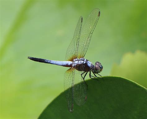 Blue dasher dragonfly, brachydiplax chalybea | Blue dasher d… | Flickr