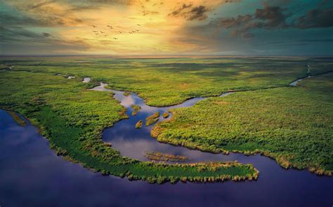 Did You Know? 7 Facts About The Everglades National Park |Dogwood Alliance