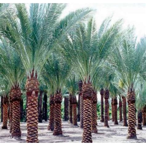 Buy Date Palm Seeds - 1KG online India at best price on plantsguru.com