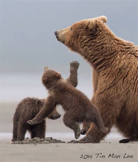 Grizzly,Alaska | Brown bear, Grizzly bear, Kodiak bear