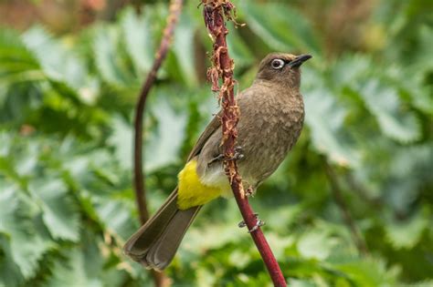 27 Stunning Birds in Cape Town | Wander Cape Town