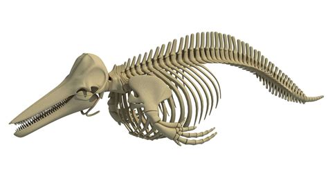 Blue Whale Skeleton and Dolphin Skeleton 3D Model