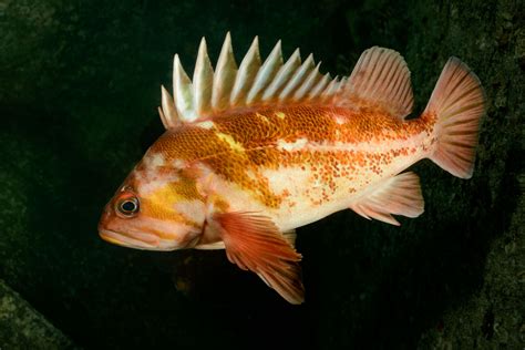 Rockfish of the Pacific Northwest.