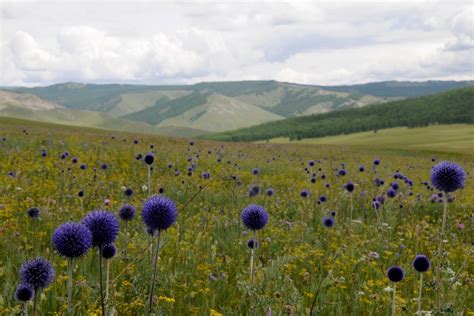 Free Images : landscape, grass, field, meadow, prairie, flower, pasture ...