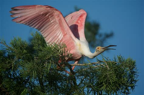 Photographing the Roseate Spoonbill — Charles Bush Photography