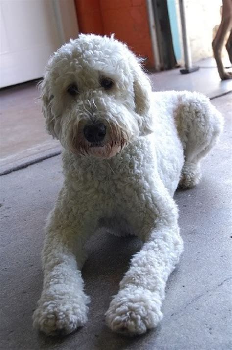 Goldendoodle Grooming Styles | Goldendoodle Grooming Styles ... | Cani