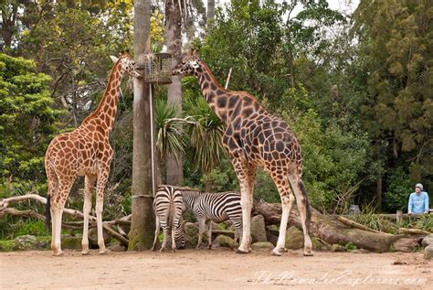 A day in Melbourne Zoo | The Nomadic Explorers | Australian Travel Blog