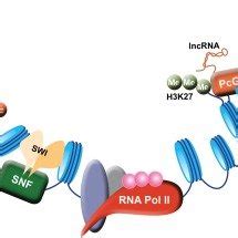 An overview of epigenetic mechanisms influencing gene expression. DNA... | Download Scientific ...