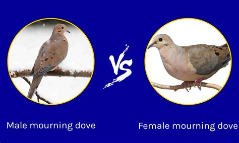 Male vs Female Mourning Dove: What are the Differences? - Wikipedia Point