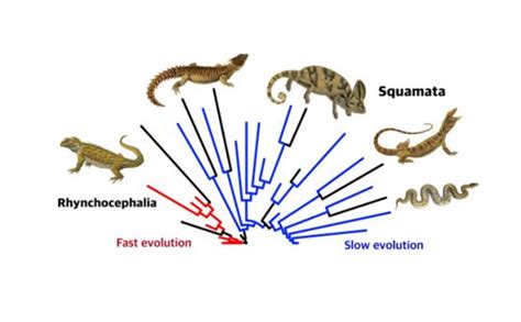 Snake Evolution Tree