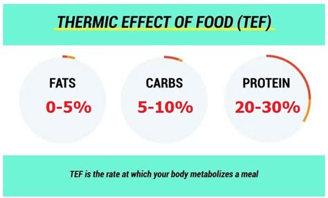 thermic effect of different foods and macronutrients • Bodybuilding Wizard