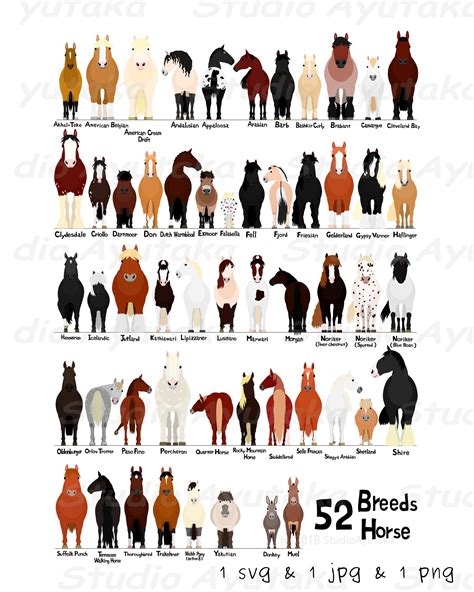 Horse Breed Size Chart