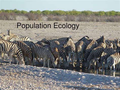 PPT - Population Ecology PowerPoint Presentation, free download - ID:746072