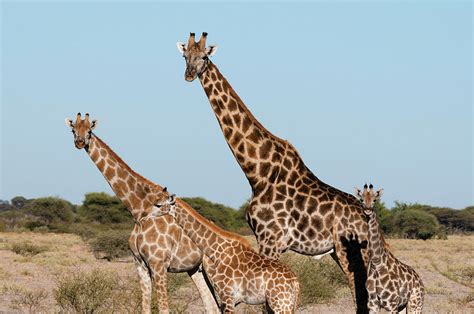 Southern Giraffe (giraffa Camelopardalis Photograph by Sergio Pitamitz