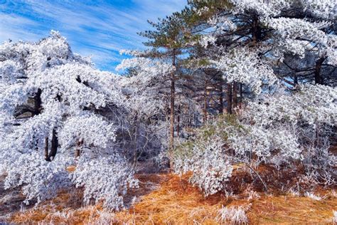 Winter Landscape in Huangshan National Park. Stock Image - Image of china, cliff: 84980859