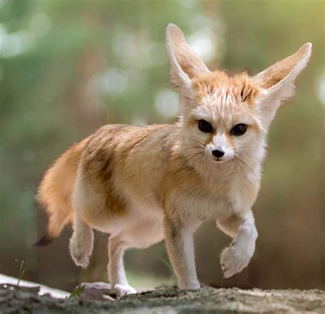 Fennec Fox | Daisy Bio - Endangered Wolf Center