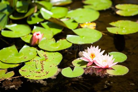 Lillypads stock photo. Image of outdoors, habitat, fresh - 52761076