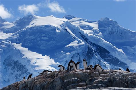 Penguin Colony Antarctica Photograph by Dan Leffel - Fine Art America