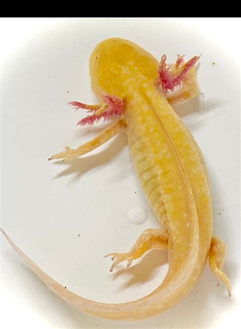 Axolotl Golden Albino