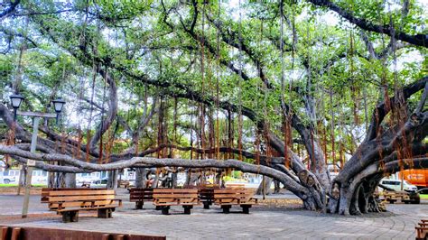 Awesome Photos of Lahaina Banyan Tree, Maui Hawaii 2021 - Mindfulness Memories 2021