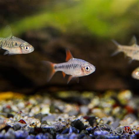 Checker Barb (Oliotius oligolepis) - Group of 5 Fish - Aqua Imports