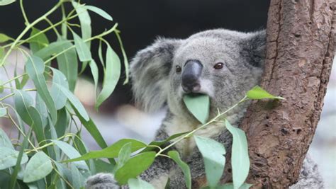 Koala friends Stock Video Footage - 4K and HD Video Clips | Shutterstock