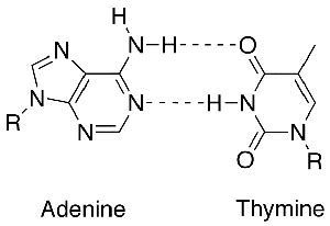 Nitrogenous Bases: Hydrogen Bonding, Lesson & Quiz | Study.com