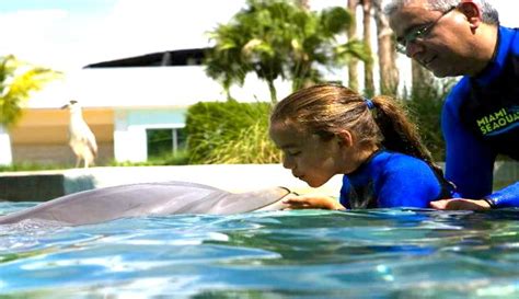 Swim With Dolphins Miami